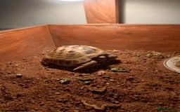 Hermann Tortoise reptiles for sale: Hermans tortoise  - Image 3