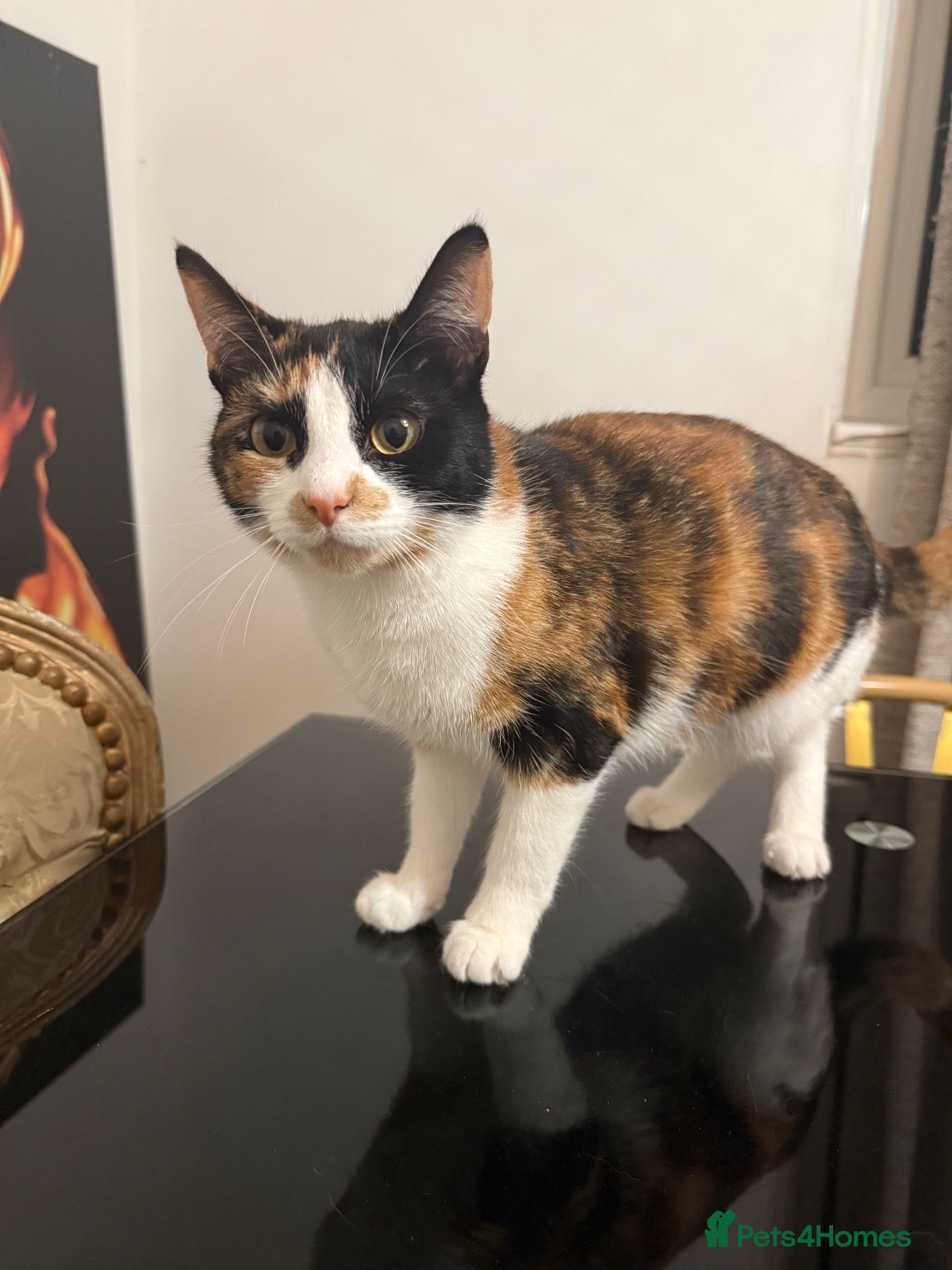 Mixed Breed cats Lala  - Advert 2