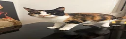Mixed Breed cats for sale: Lala  - Advert 1