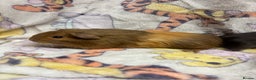 Guinea Pig rodents for sale: 2 beautiful girl piggys  - Advert 16