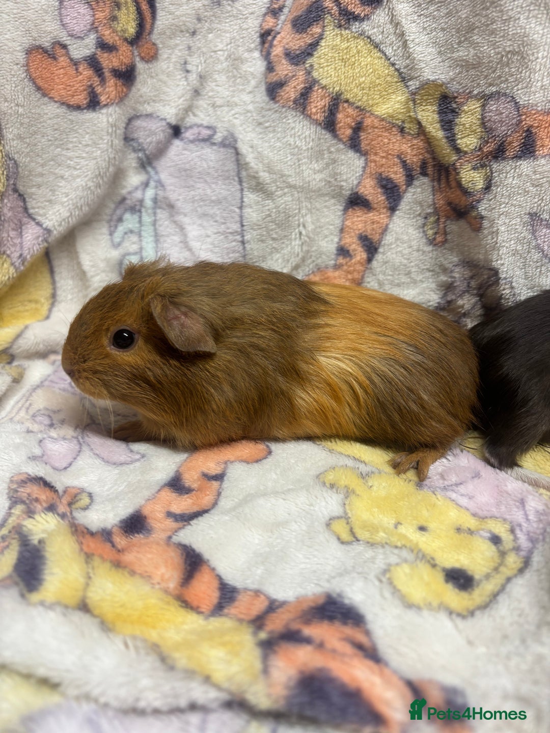 Guinea Pig rodents for sale: 2 beautiful girl piggys  - Advert 16