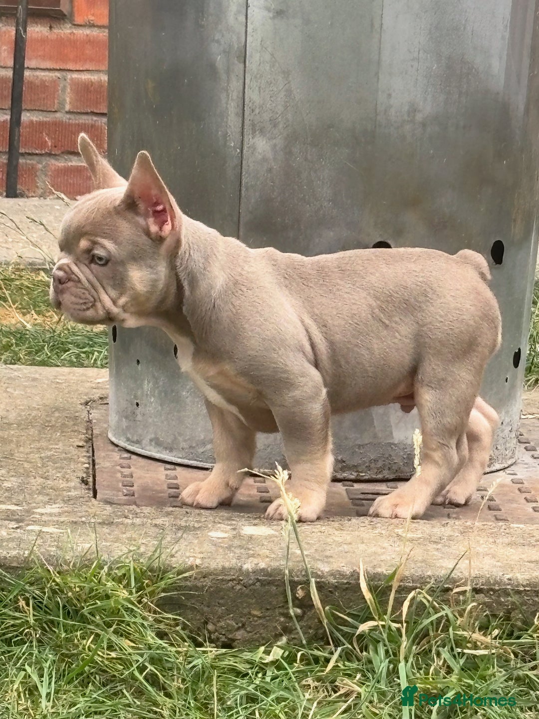 French Bulldog dogs for sale: 11 weeks old Isabella & tan carries fluffy RFG  - Image 9