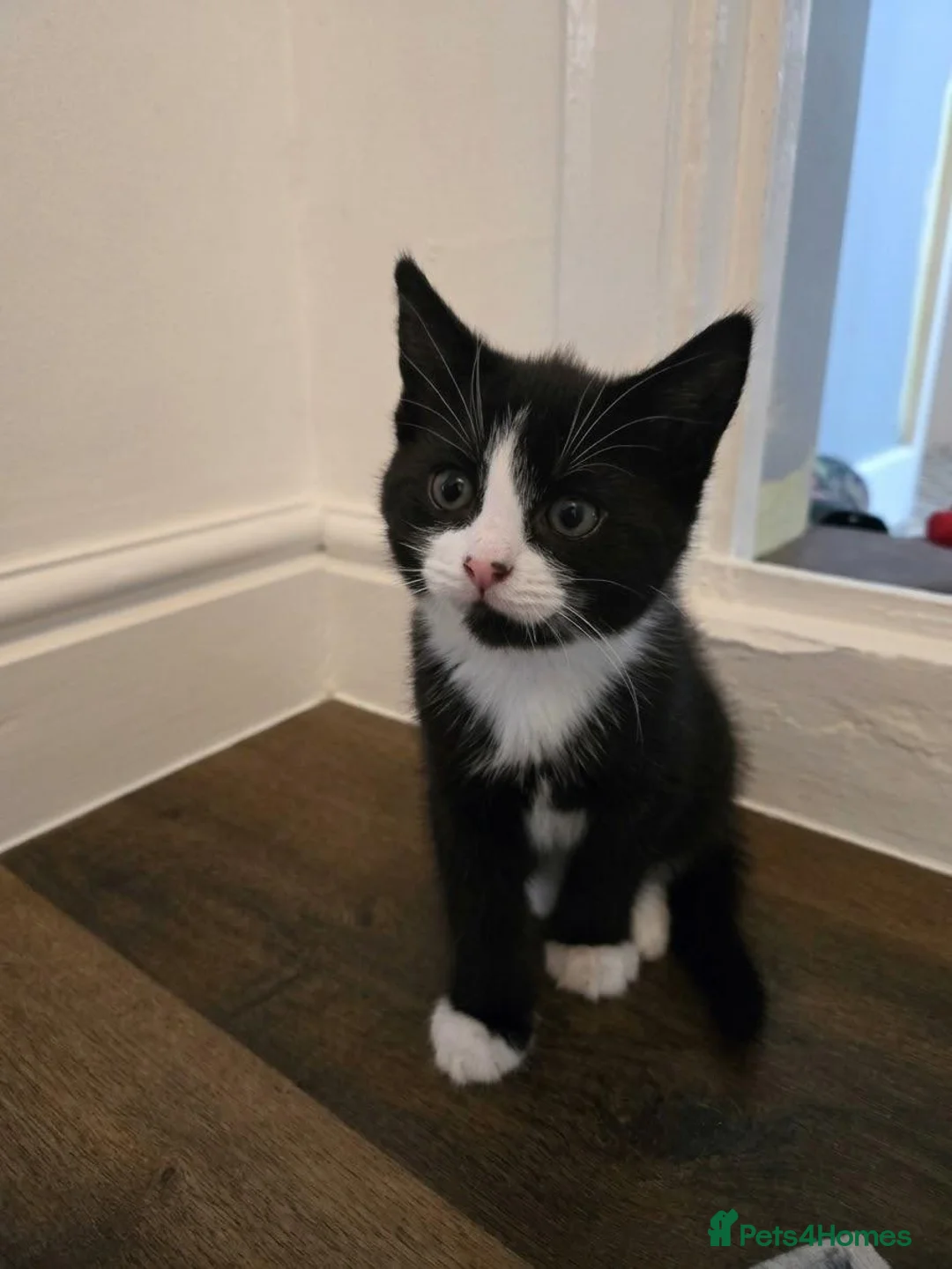 Mixed Breed cats for sale: 3 kittens for sale - Advert 6