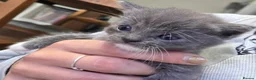Mixed Breed cats for sale: 4 beautiful kittens in Winchester - Advert 4
