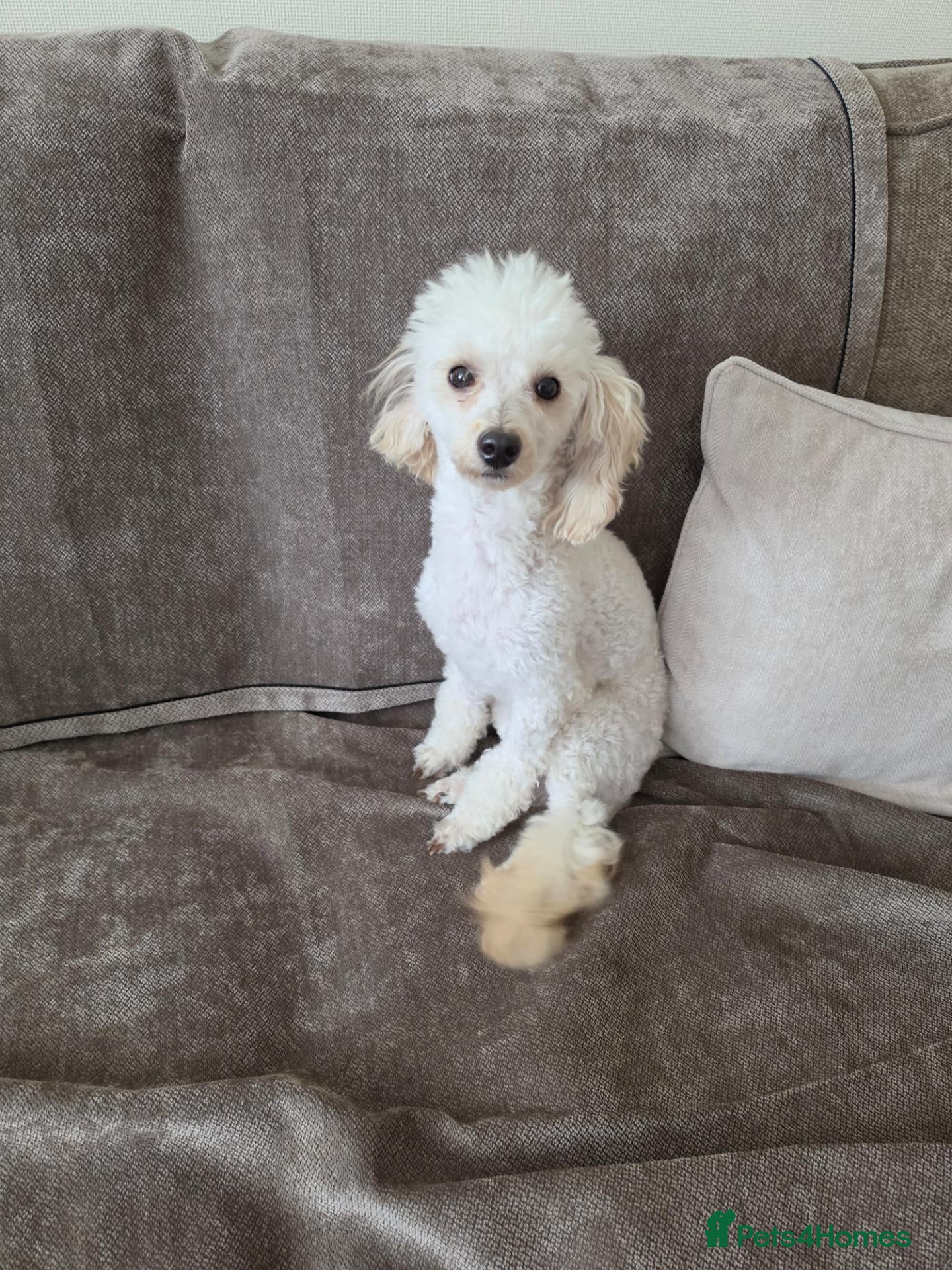Toy Poodle dogs Poodle - Advert 2