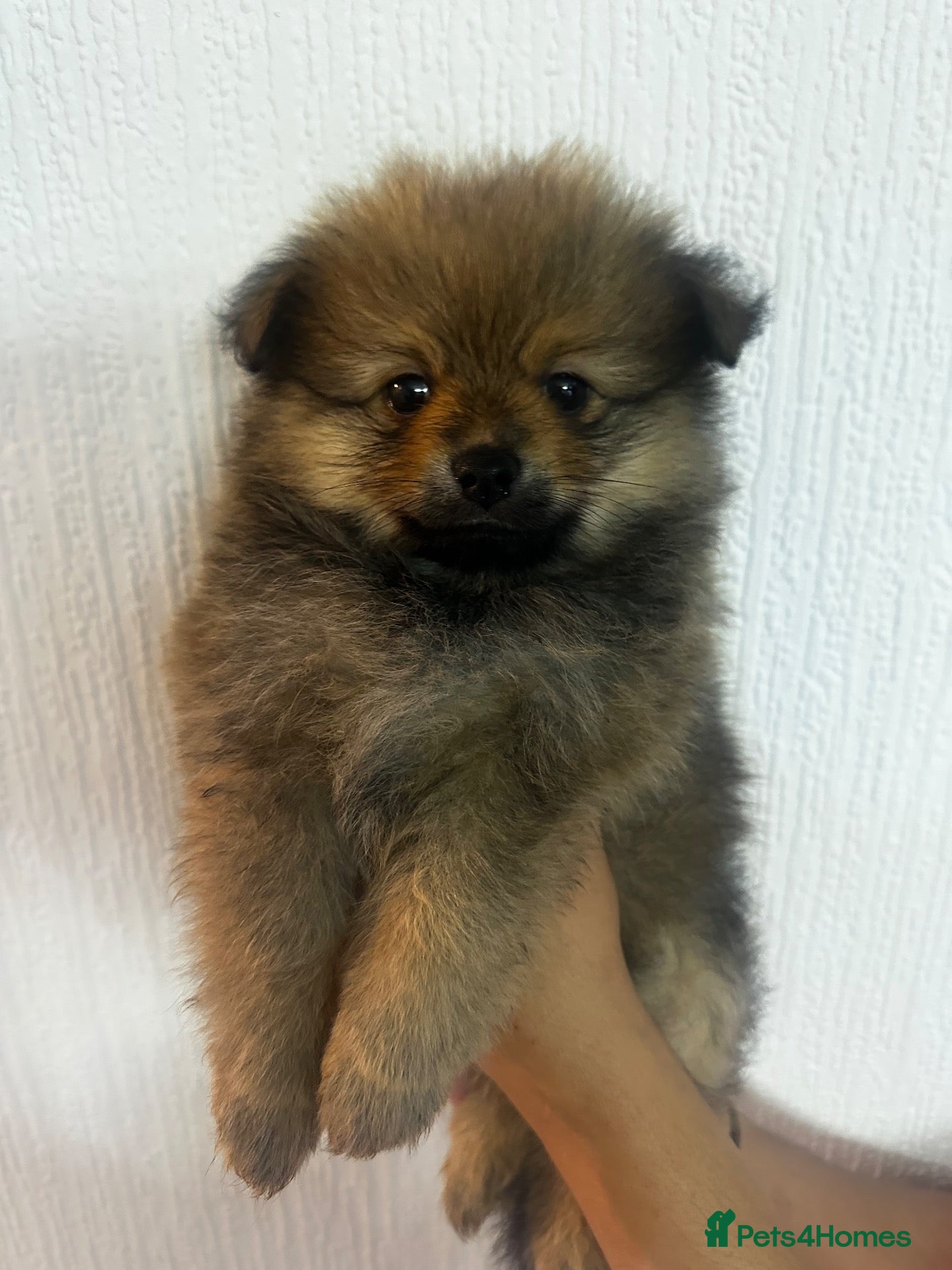 Pomeranian dogs 🐾 5 Pom Puppies Looking for Their Forever Homes  - Advert 3
