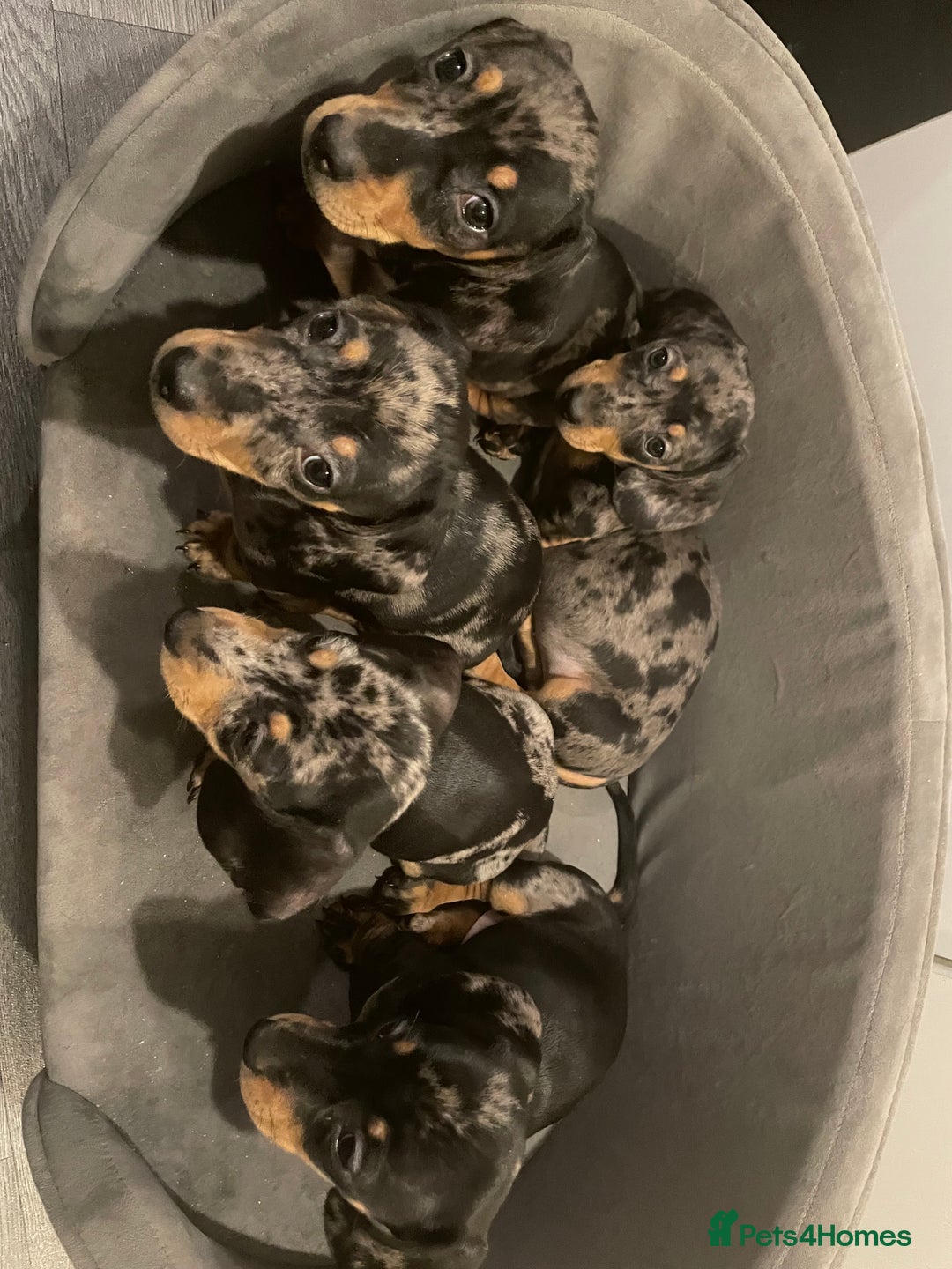 Miniature Dachshund dogs for sale: Mum is our family pet (pebbles) - Advert 1