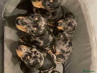 Miniature Dachshund dogs Mum is our family pet (pebbles) - Advert 18