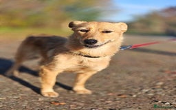 Mixed Breed dogs for adoption: ❤️🐶Meet Kira – a 2.5-year-old small girl❤️🐶 - Advert 7