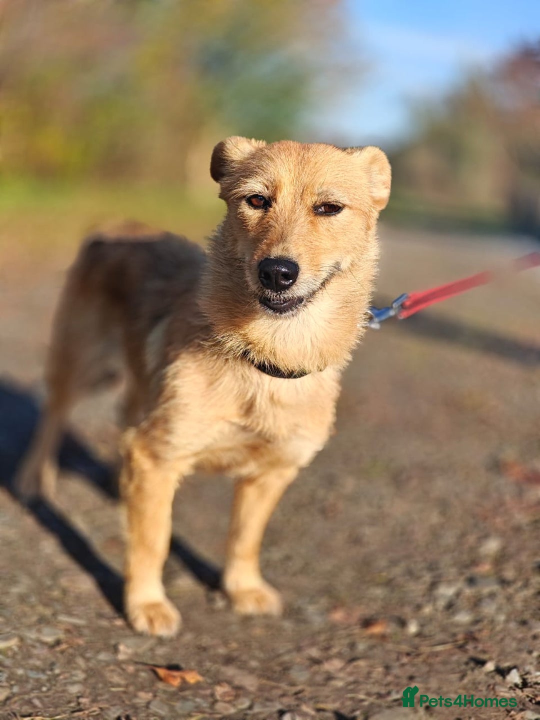 Mixed Breed dogs for adoption: ❤️🐶Meet Kira – a 2.5-year-old small girl❤️🐶 - Advert 7