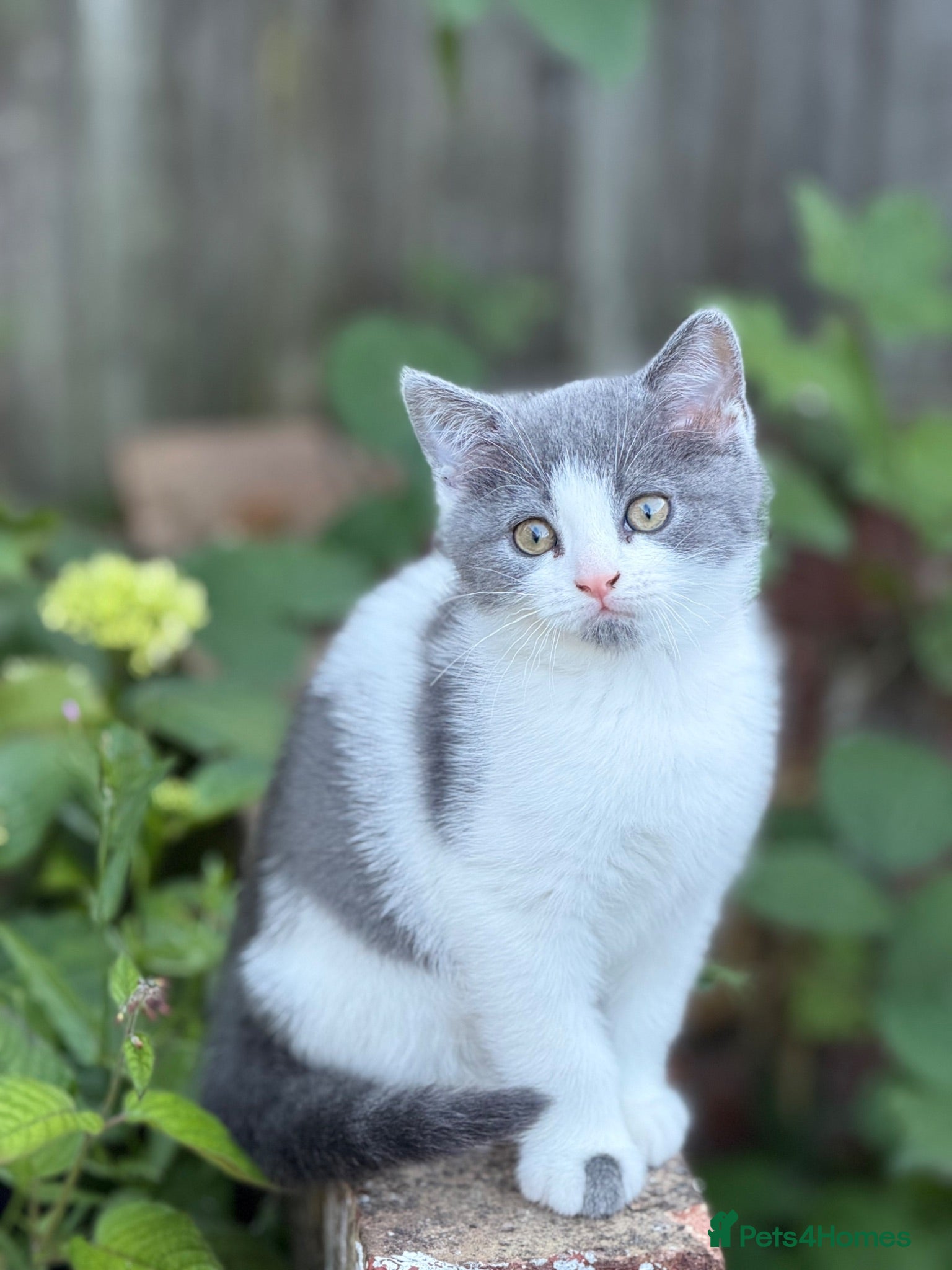 Scottish Fold cats Scottish fold grey and white kitten  - Advert 3