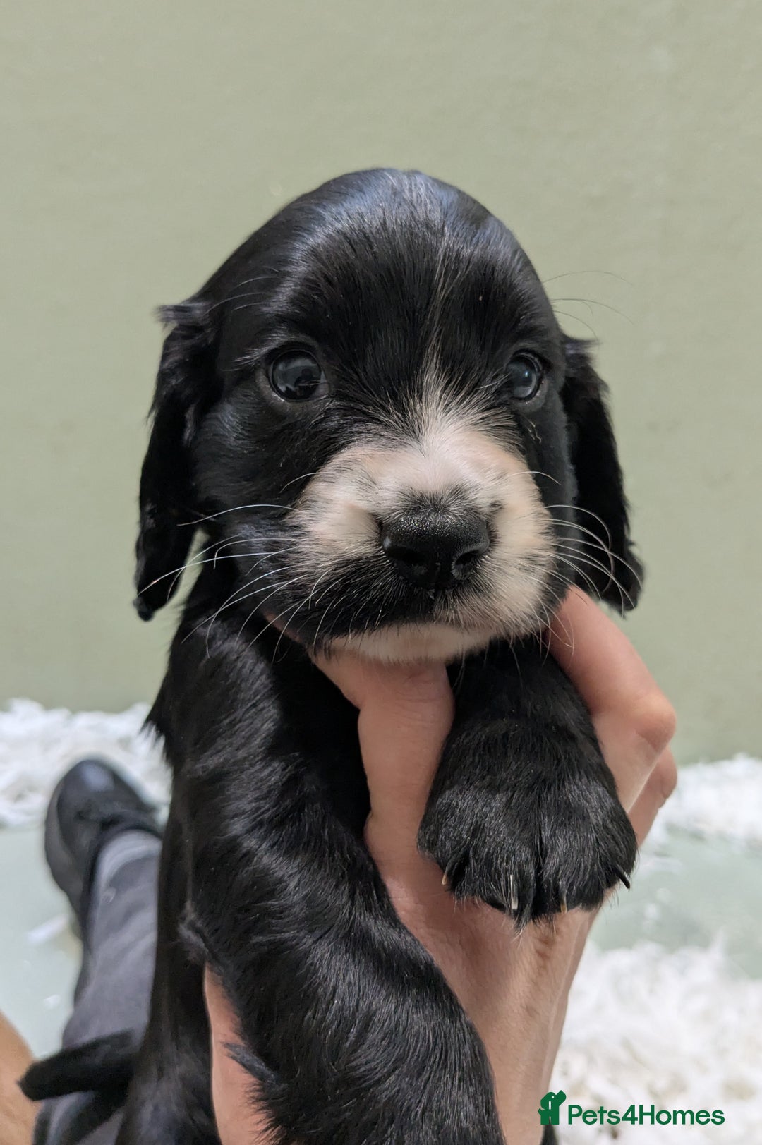 Cocker Spaniel dogs for sale: Beautiful Cocker Girl Pups, READY TO LEAVE-27.7.25 - Image 2