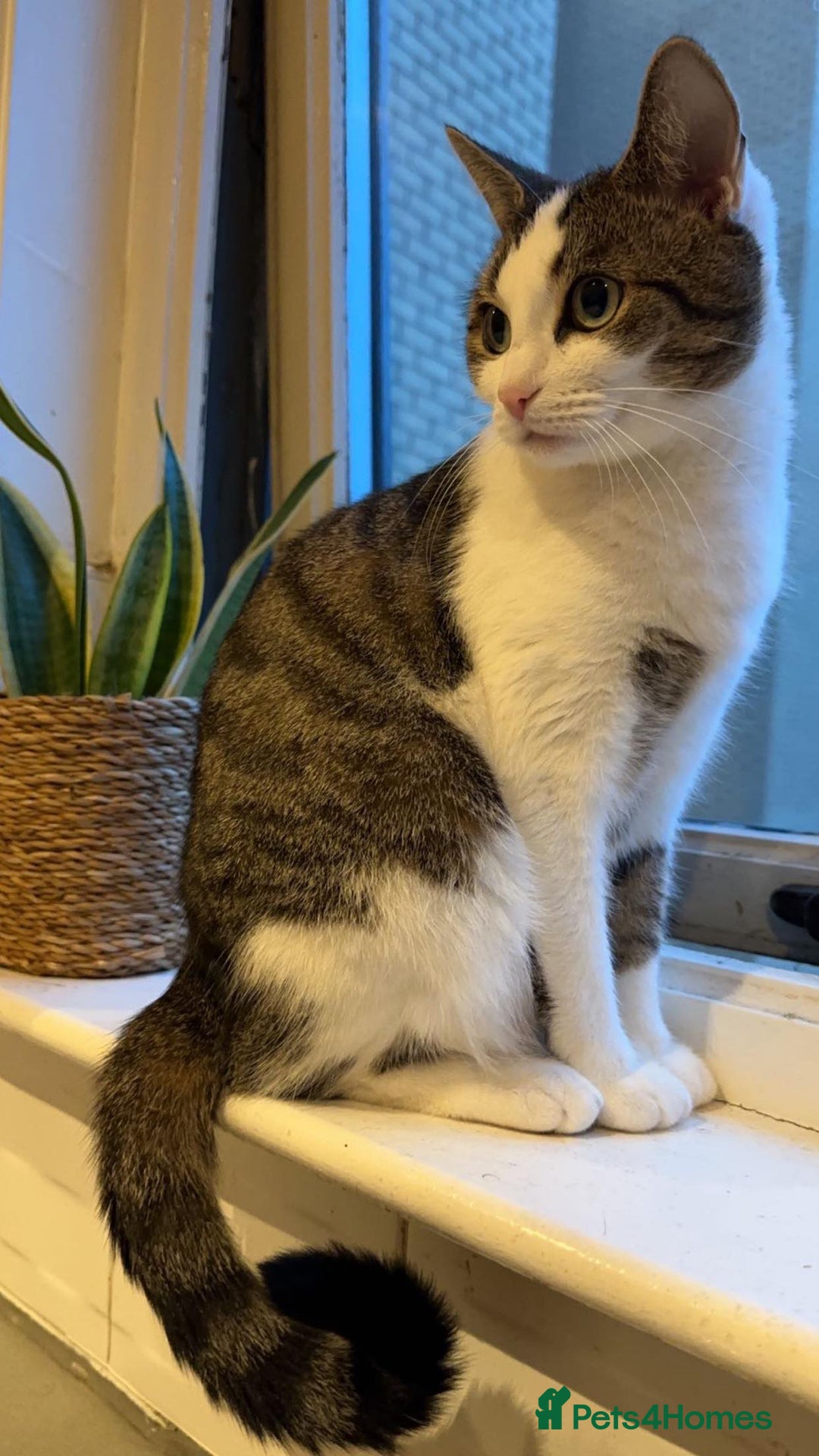 Mixed Breed cats for sale: 2 Beautiful kittens for sale - Advert 10