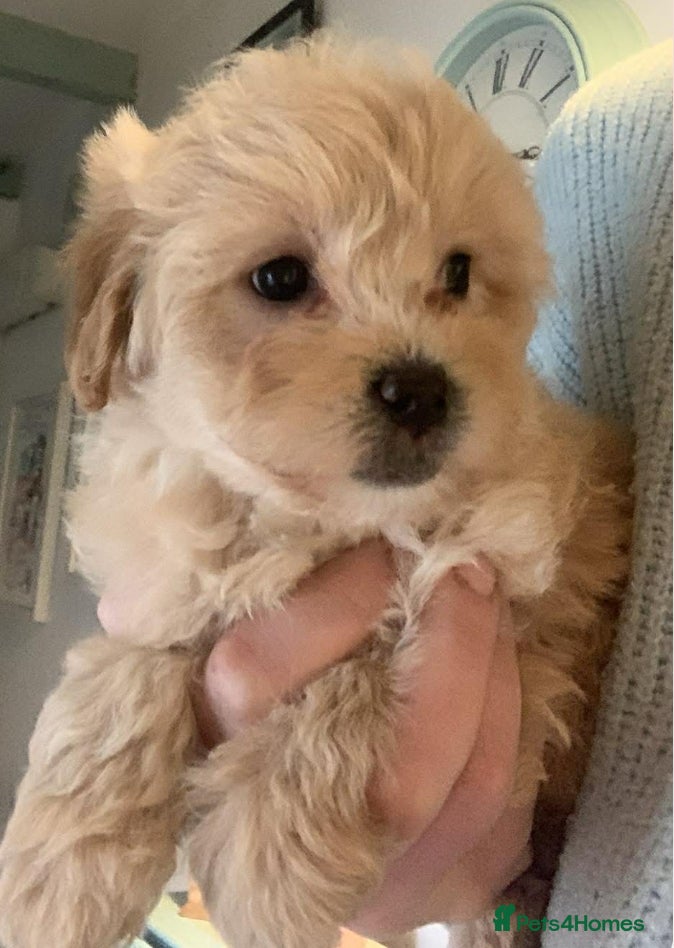 Mixed Breed dogs One gorgeous girl left Cotondoodle  - Advert 1