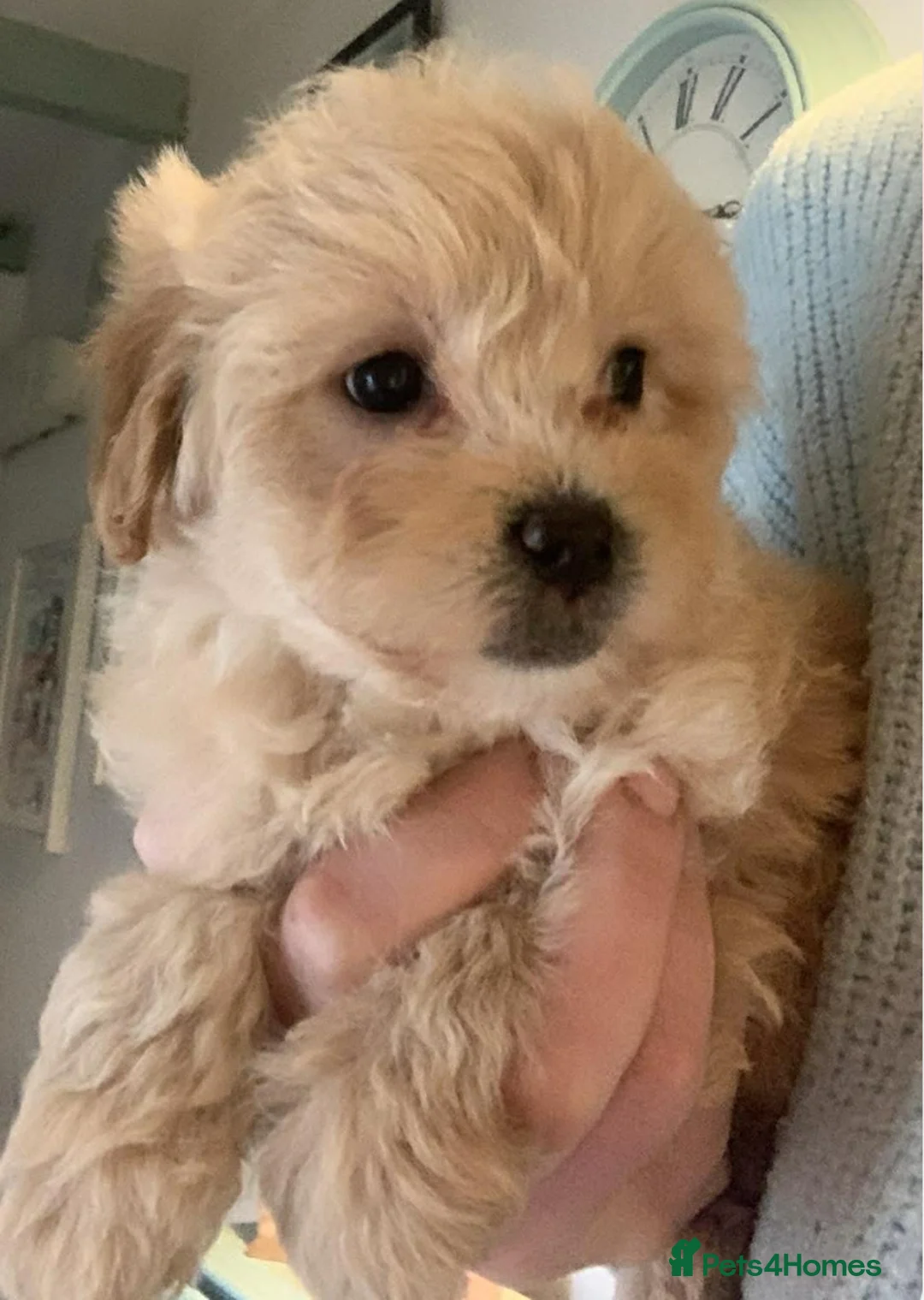 Mixed Breed dogs for sale: One gorgeous girl left Cotondoodle  - Advert 1