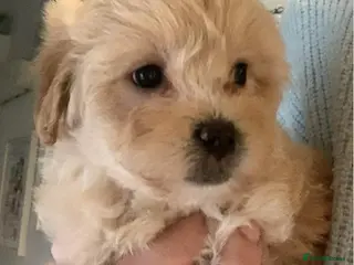 Mixed Breed dogs One gorgeous girl left Cotondoodle - Advert 1