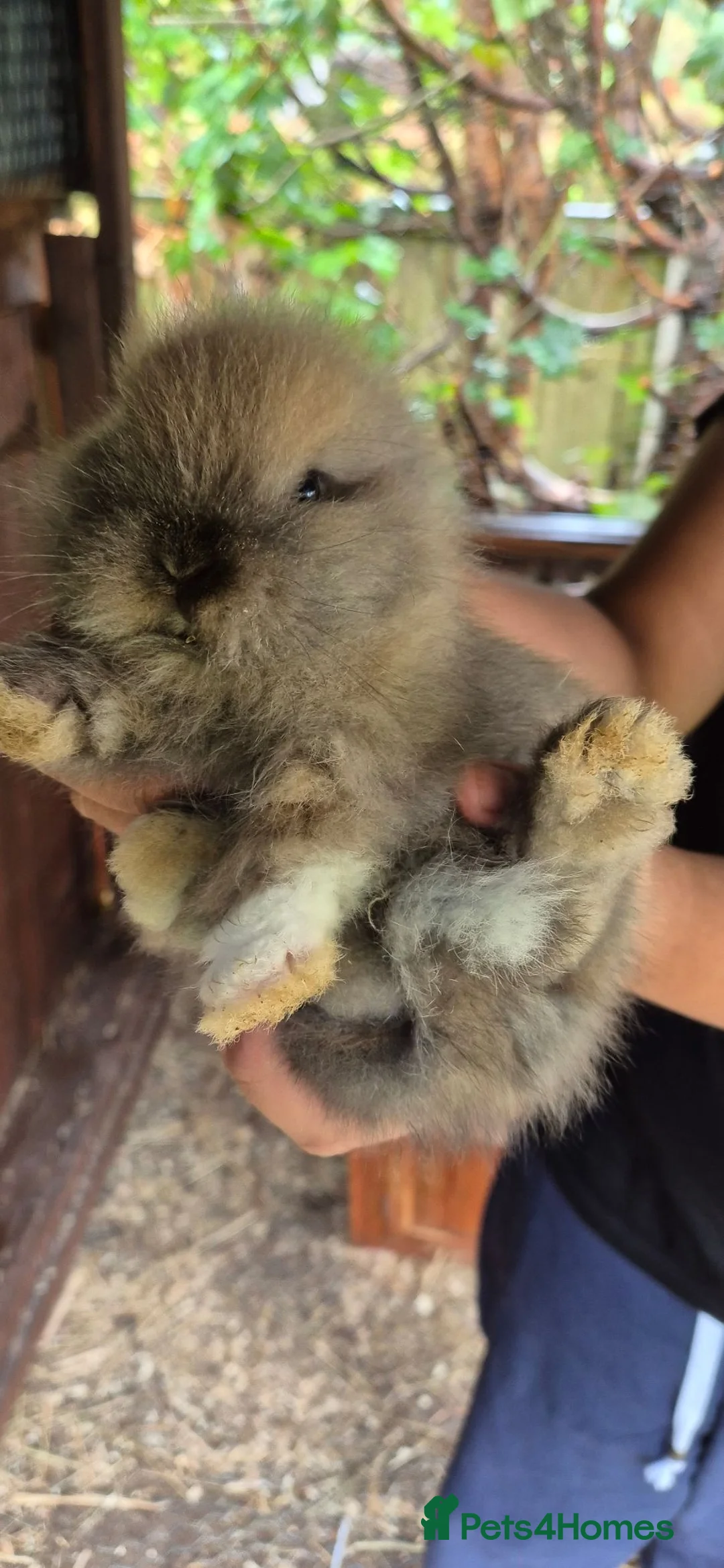 Mixed Breed rabbits for sale: Mixed breed lionheads babies  - Advert 2