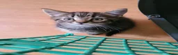 Mixed Breed cats for sale: 4 cute but shy kitten looking for new home - Advert 13