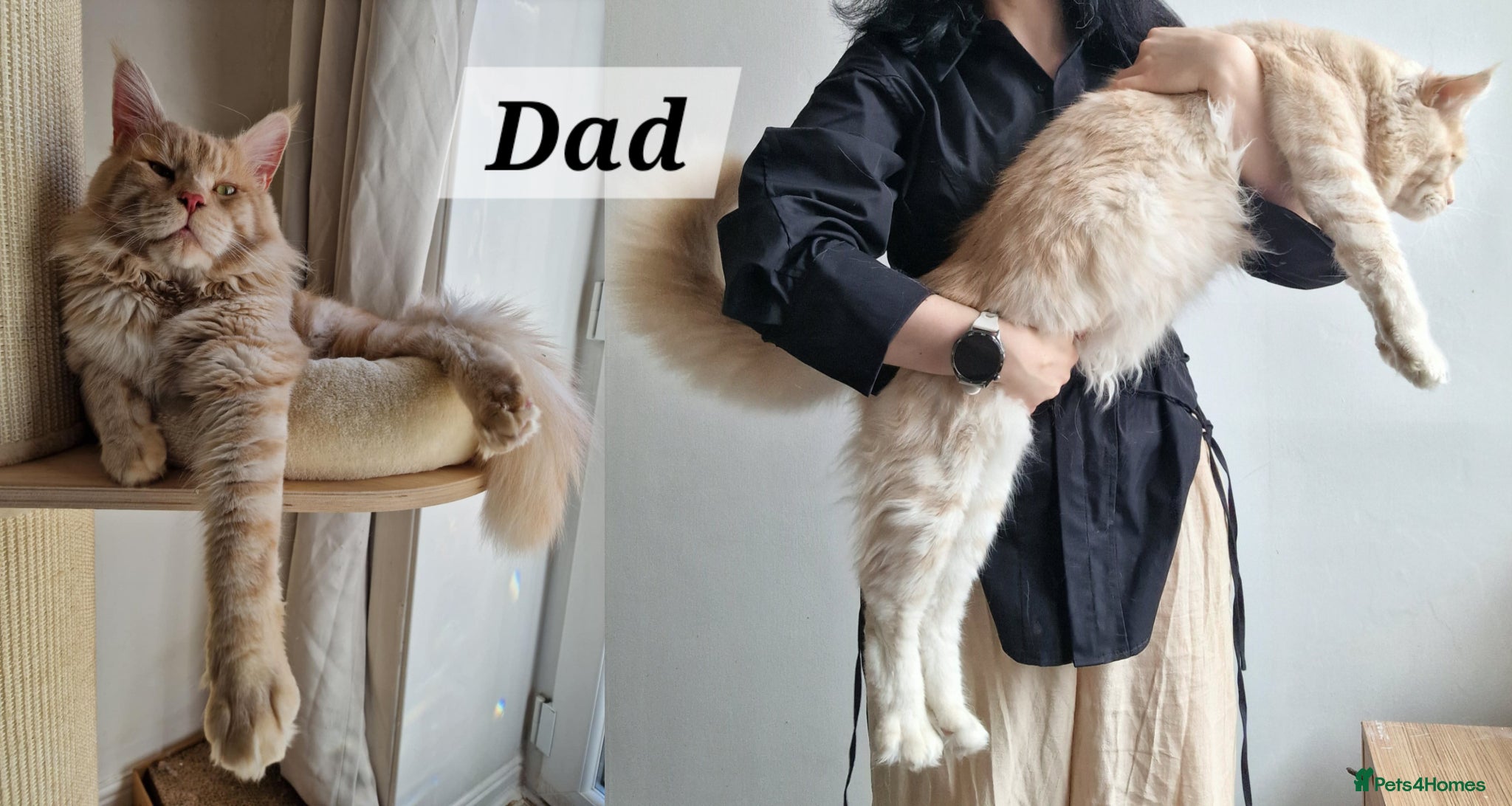 Maine Coon cats for sale: 8 maine coon kittens ready in Bury in Bury - Advert 19