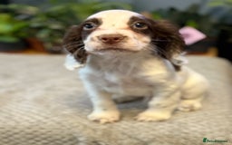 Cocker Spaniel dogs for sale: Four beautiful *working* cocker spaniel puppies - Advert 7