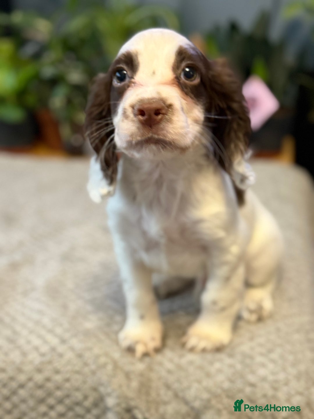 Cocker Spaniel dogs for sale: Four beautiful *working* cocker spaniel puppies - Advert 7