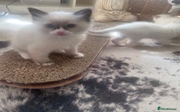 Ragdoll cats for sale: Beautiful Boy Dolls. 🐱 - Image 11
