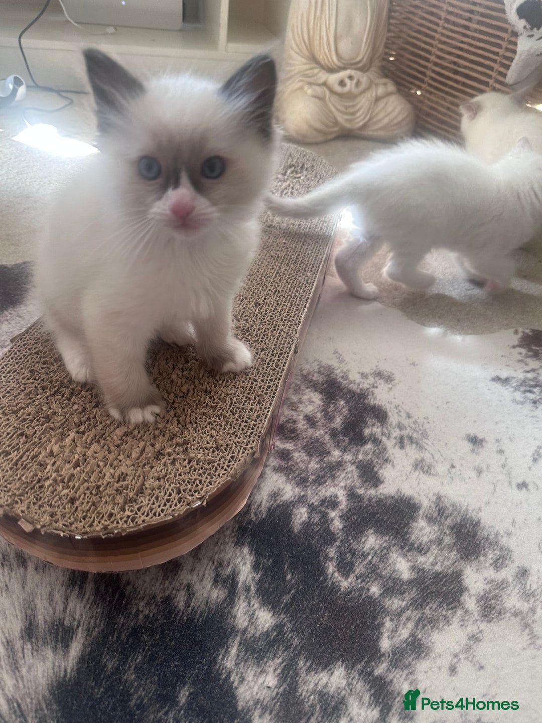 Ragdoll cats for sale: Beautiful Boy Dolls. 🐱 - Image 11