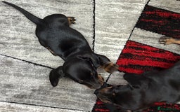 Dachshund dogs for sale: beautiful dachshunds puppies for sale  - Image 9