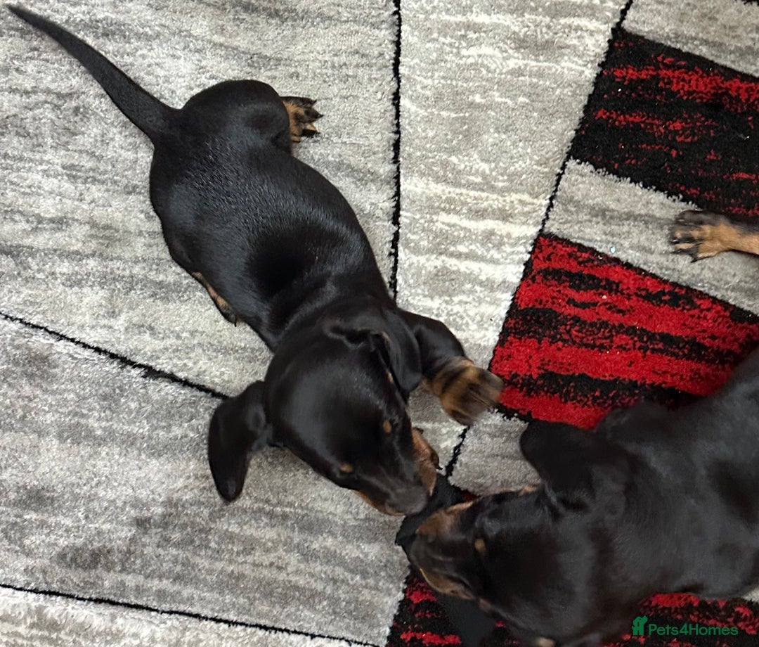 Dachshund dogs for sale: beautiful dachshunds puppies for sale  - Image 9