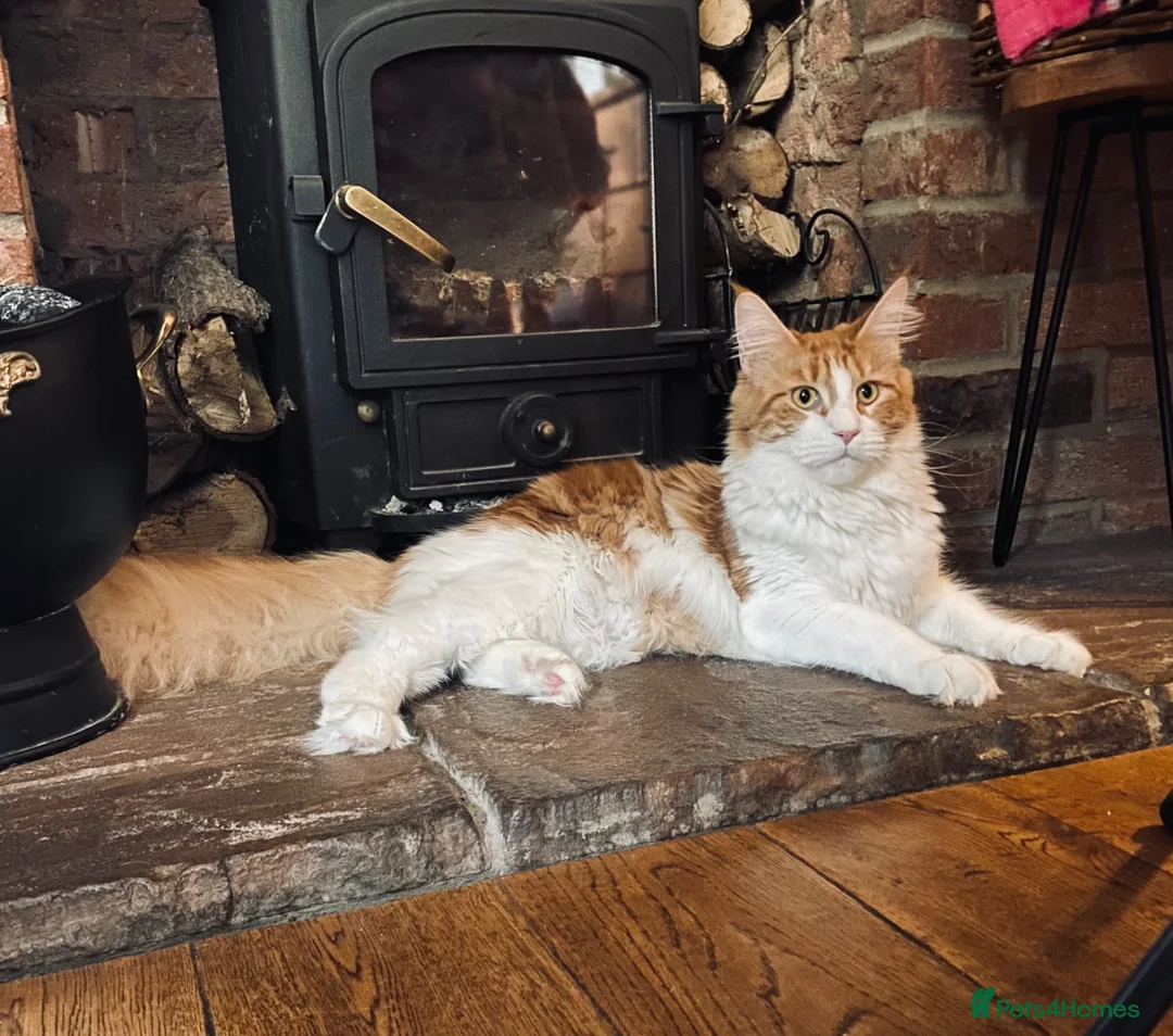 Maine Coon cats for sale: Monarch, Maine coon PEDIGREE XL kittens - Advert 2