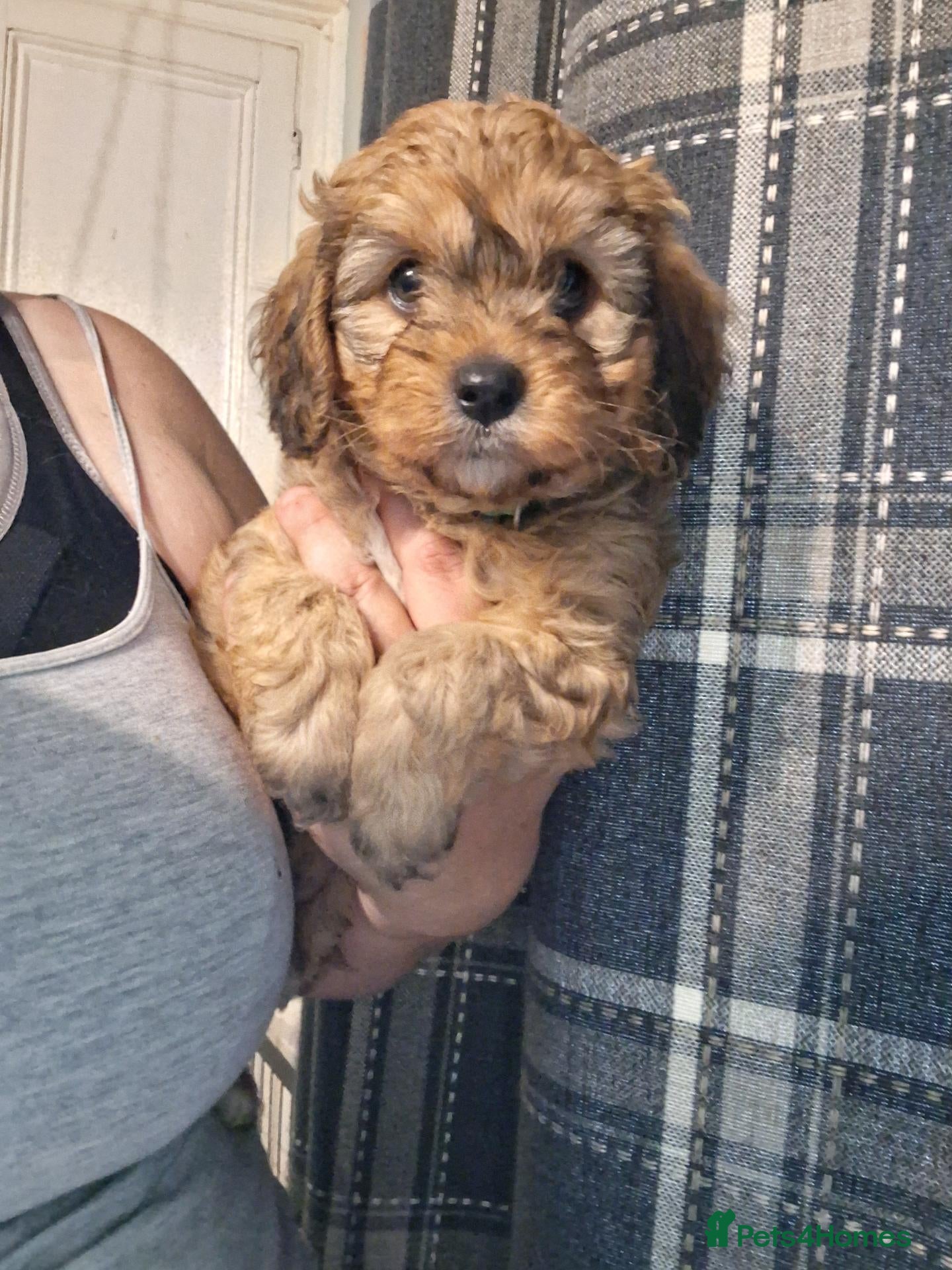 Cavapoo dogs 1 left! Gorgeous F1 toy Cavapoo puppies - Advert 4
