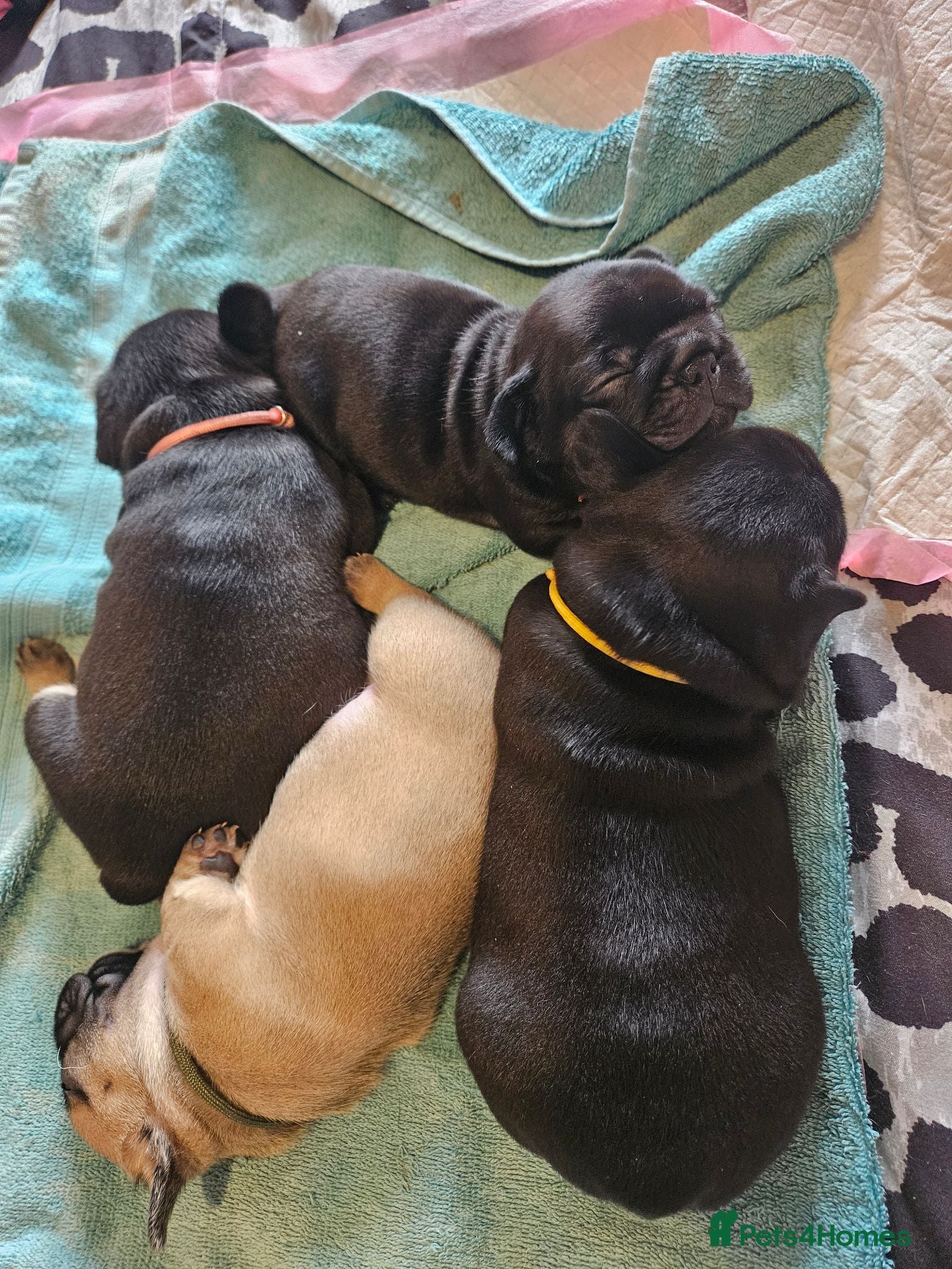 French Bulldog dogs Pedigree French bulldog puppies.  - Advert 2