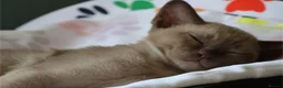 Burmese cats for sale: Beautiful playful Burmese kittens  - Advert 9