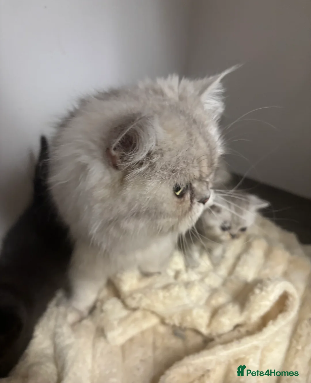 Exotic cats for sale: 2 high quality exotic females  - Advert 2