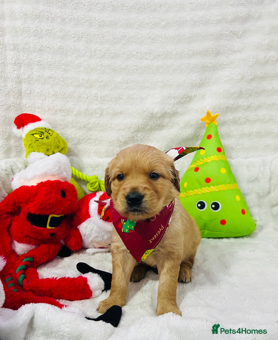 Golden Retriever dogs for sale: Extensively health tested clear golden retrievers - Advert 14