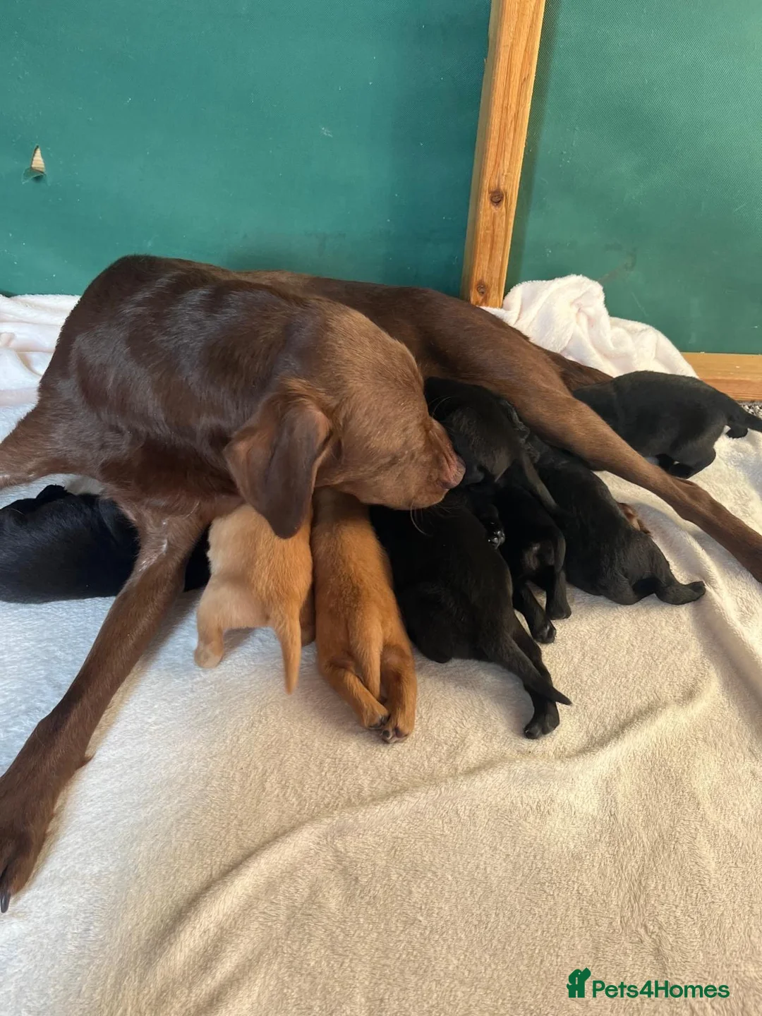 Labrador Retriever dogs for sale: Labrador puppys  - Advert 1