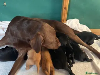 Labrador Retriever dogs Labrador puppys - Advert 2