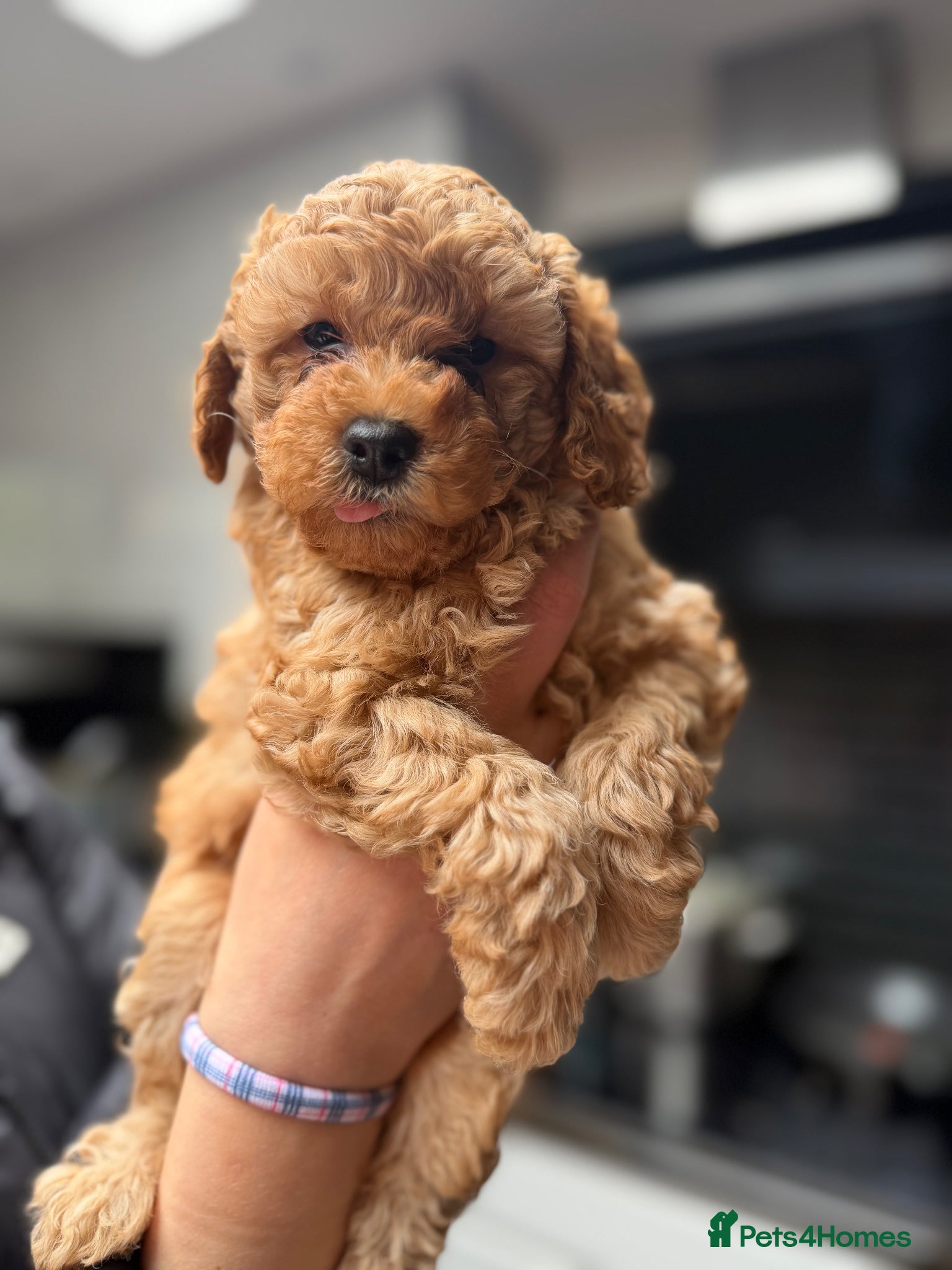 Maltipoo dogs for sale: Maltipoo puppies with great personalities - Advert 1