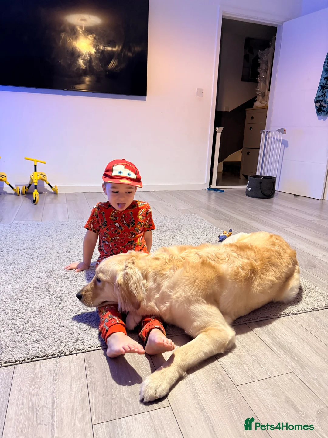 Golden Retriever dogs for sale: Stunning golden girl for sale.  - Advert 9