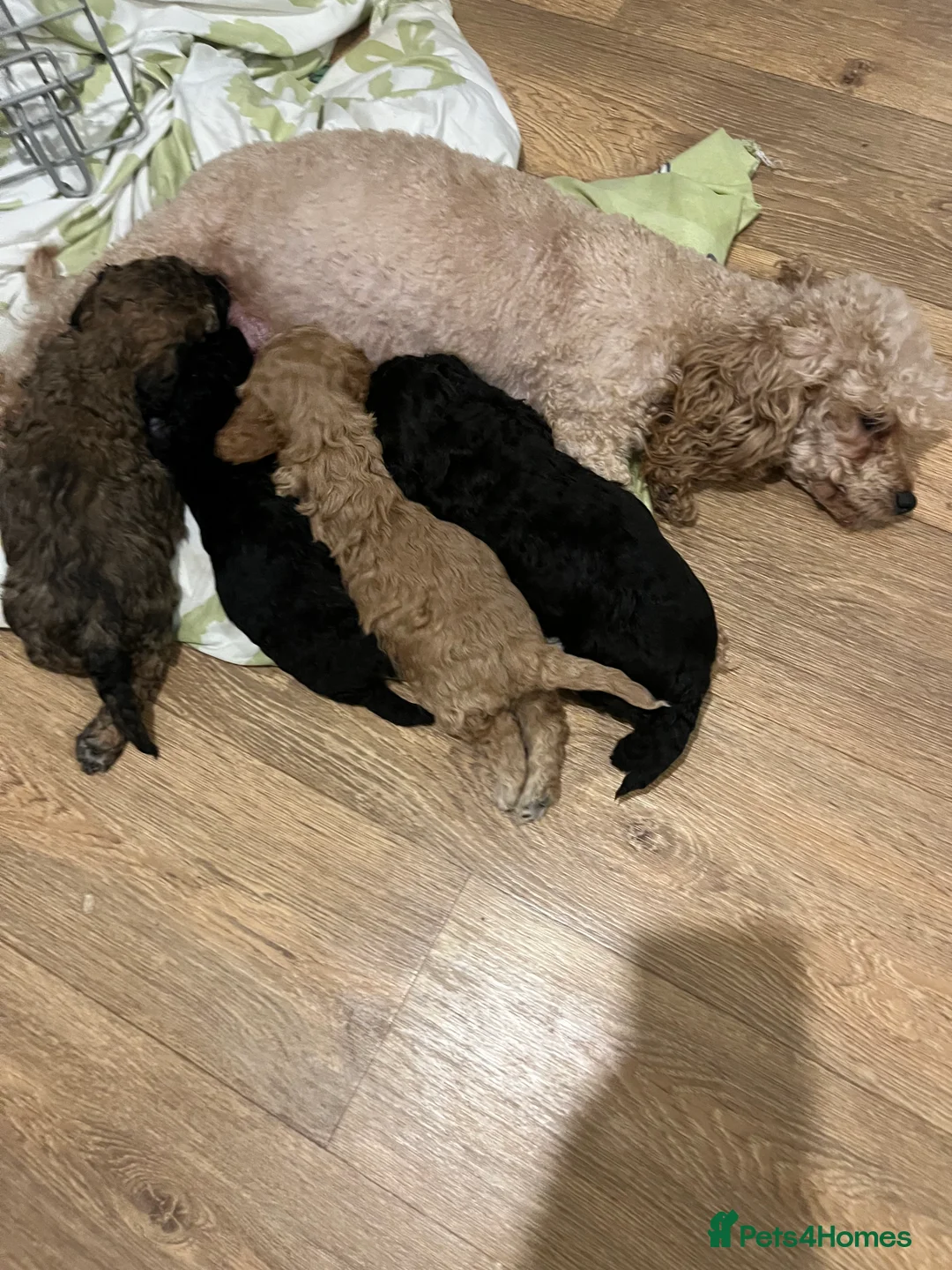 Cavapoo dogs for sale: F1b Cavapoo puppies  - Advert 6