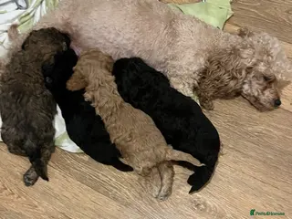 Cavapoo dogs Cavapoo - Advert 8