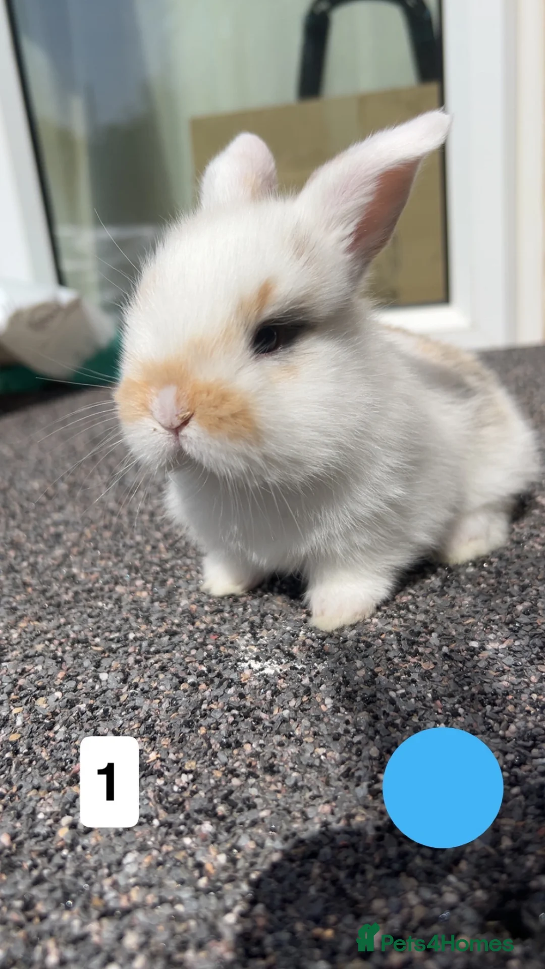 Mini Lop rabbits for sale: 3mini lop bunnies  - Advert 5