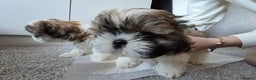Shih Tzu dogs for sale: Two Shih Tzu female - Advert 25