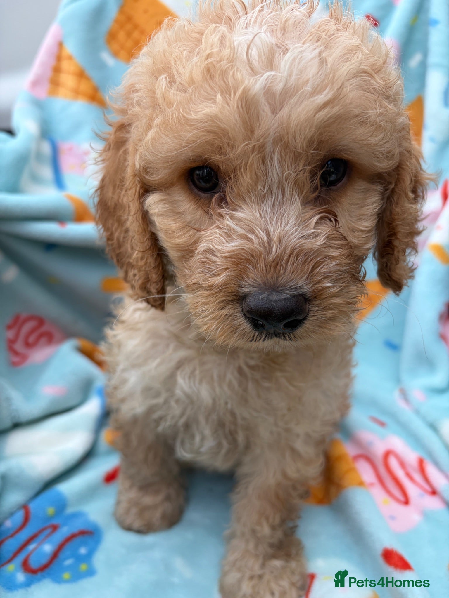 Cockapoo dogs 🐾BEAUTIFUL F1 COCKERPOOS REGISTERED BREEDER 🐾 - Advert 1