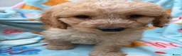 Cockapoo dogs for sale: 🐾BEAUTIFUL F1 COCKERPOOS REGISTERED BREEDER 🐾 - Advert 1