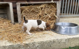 Jack Russell dogs for sale: Jack Russell puppies - Image 24