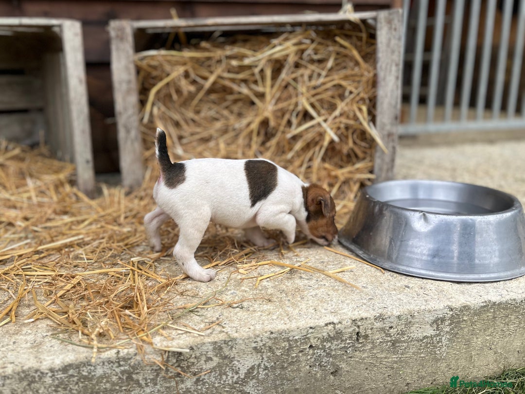 Jack Russell dogs for sale: Jack Russell puppies - Image 24