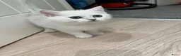 British Shorthair cats for sale: Beautiful British shorthair kitten ready to go - Advert 2