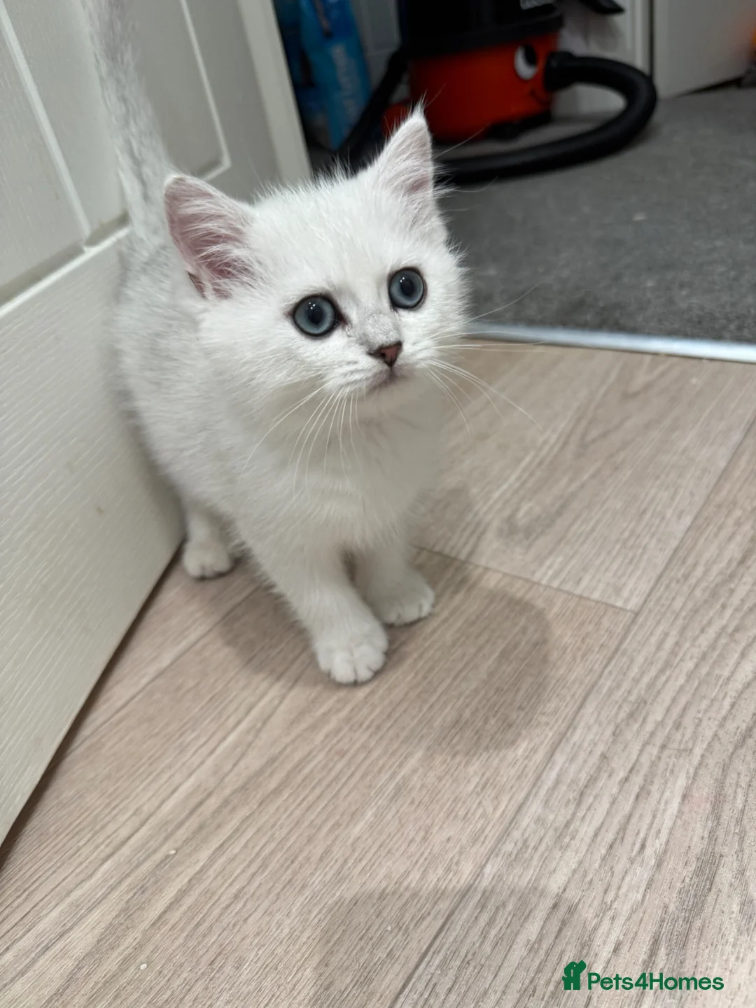 British Shorthair cats for sale: Beautiful British shorthair kitten ready to go - Advert 2
