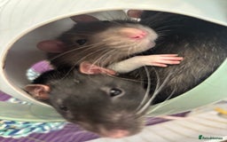 Rat rodents for sale: 3 male rats for rehoming(with cage and accessories - Image 10